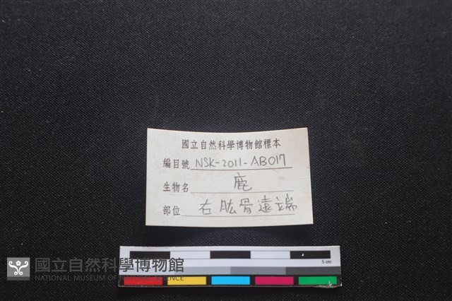 梅花鹿骨藏品圖，第3張