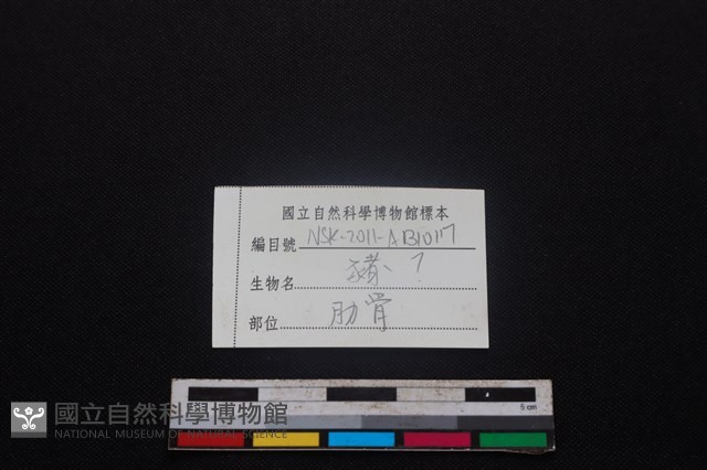 豬骨藏品圖，第3張
