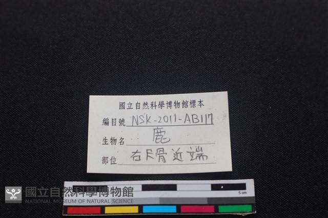 梅花鹿骨藏品圖，第3張