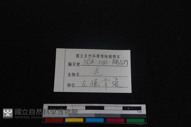 山羌骨藏品圖，第3張