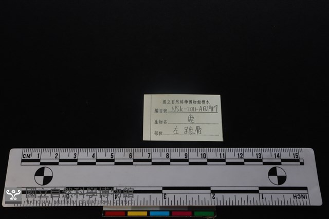 梅花鹿骨藏品圖，第3張