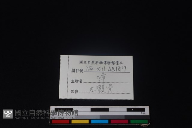 獐骨藏品圖，第3張