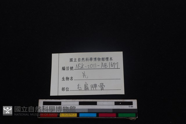 山羌骨藏品圖，第3張