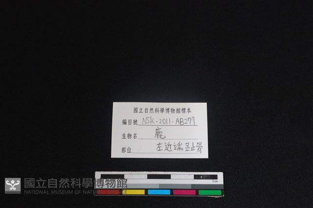 梅花鹿骨藏品圖，第3張