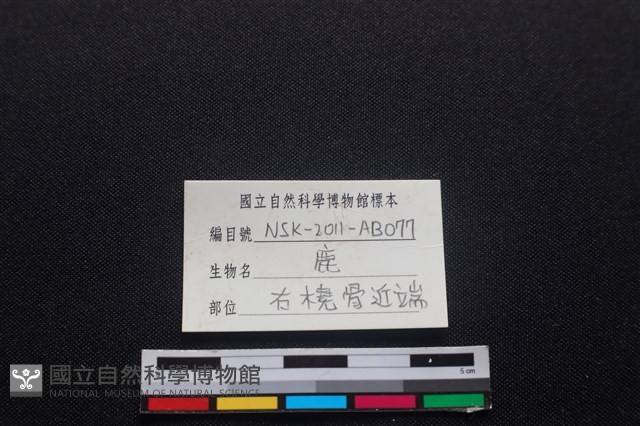 梅花鹿骨藏品圖，第3張