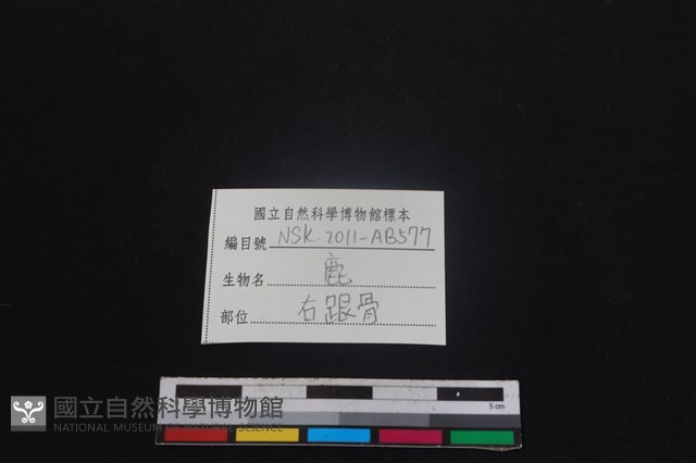 梅花鹿骨藏品圖，第3張