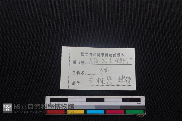豬骨藏品圖，第3張