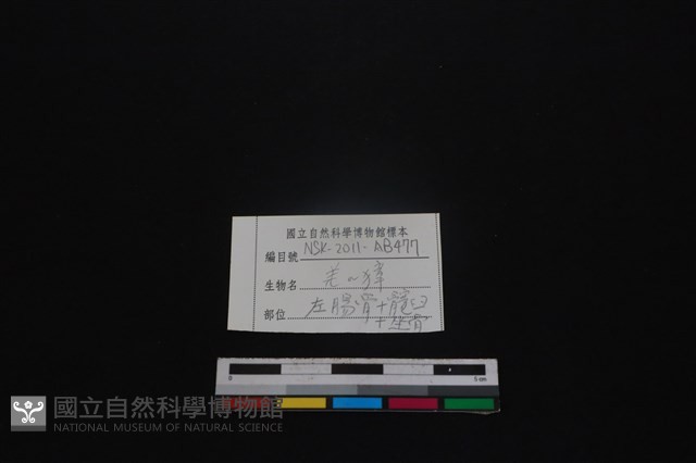 鹿科骨藏品圖，第3張