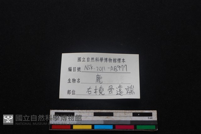 梅花鹿骨藏品圖，第3張
