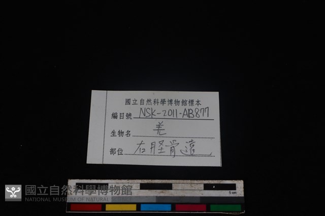 山羌骨藏品圖，第3張