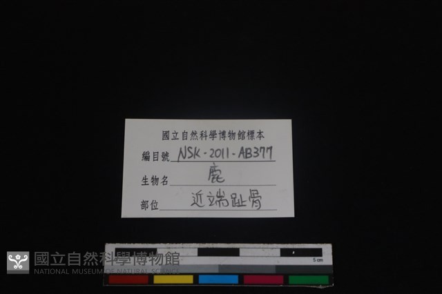梅花鹿骨藏品圖，第3張