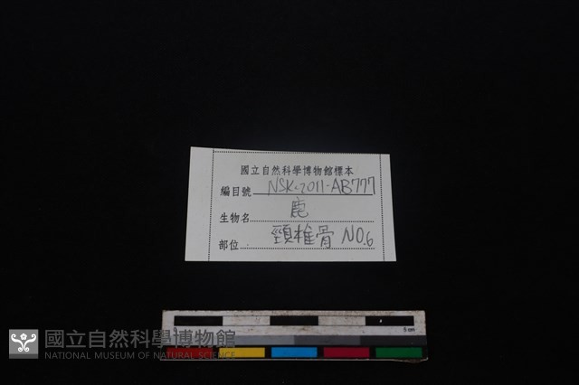 梅花鹿骨藏品圖，第3張