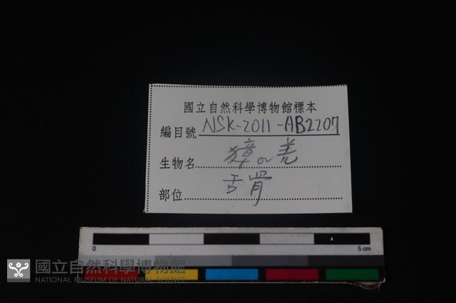 羌或獐骨藏品圖，第3張