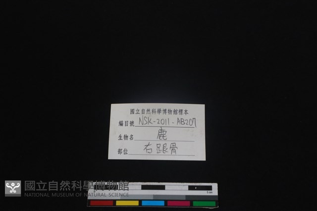 梅花鹿骨藏品圖，第3張