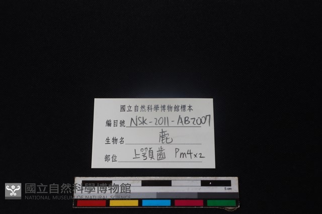 梅花鹿骨藏品圖，第3張