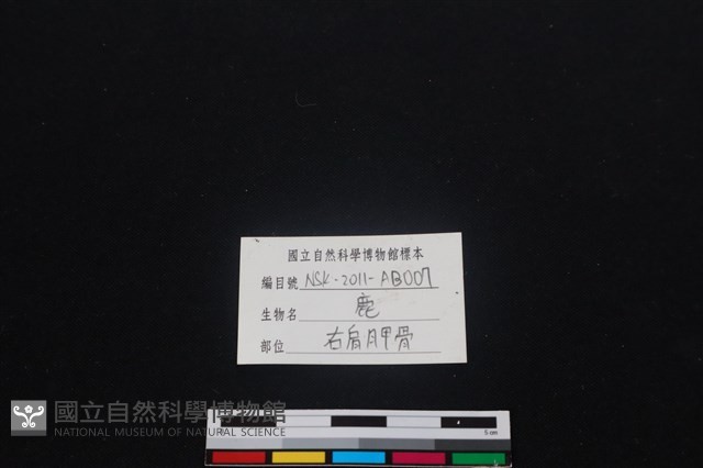 梅花鹿骨藏品圖，第3張