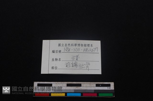 豬骨藏品圖，第3張