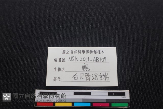 梅花鹿骨藏品圖，第3張