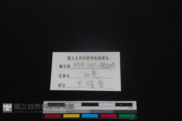 山羌骨藏品圖，第3張