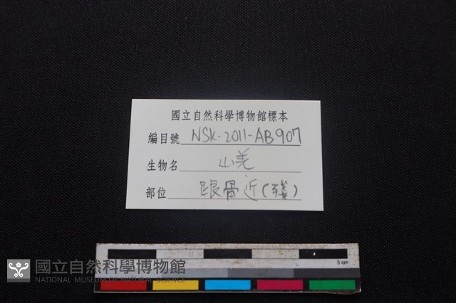 山羌骨藏品圖，第3張