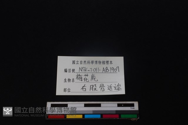 梅花鹿骨藏品圖，第3張