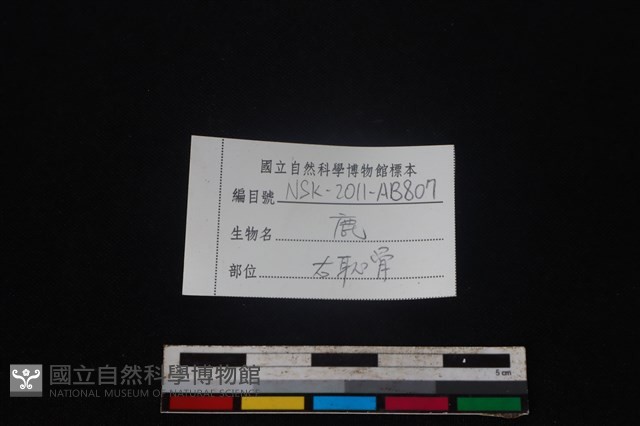 梅花鹿骨藏品圖，第3張