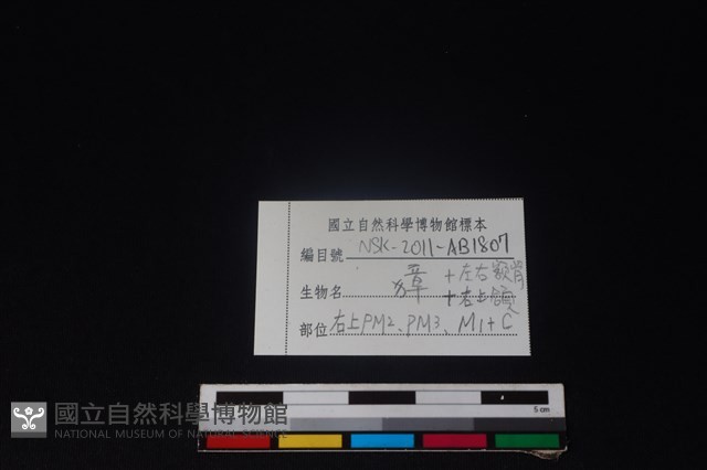 獐骨藏品圖，第3張