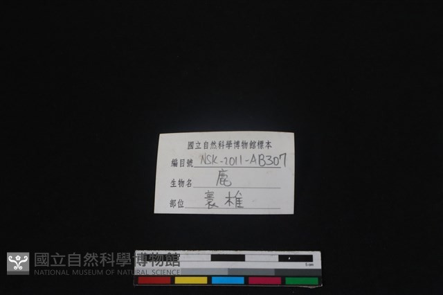 梅花鹿骨藏品圖，第3張