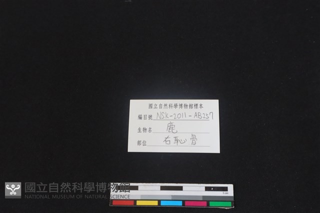 梅花鹿骨藏品圖，第3張