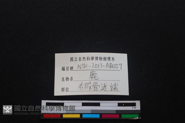 梅花鹿骨藏品圖，第3張