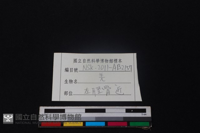 山羌骨藏品圖，第3張