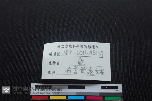 梅花鹿骨藏品圖，第3張