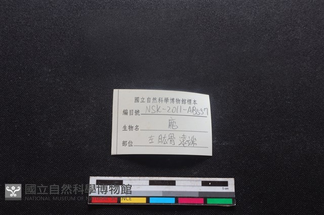 梅花鹿骨藏品圖，第3張
