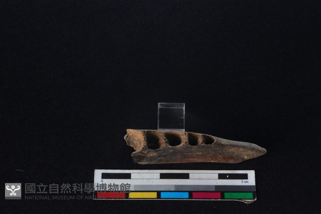 梅花鹿骨藏品圖，第3張