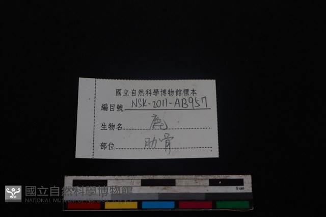 梅花鹿骨藏品圖，第3張