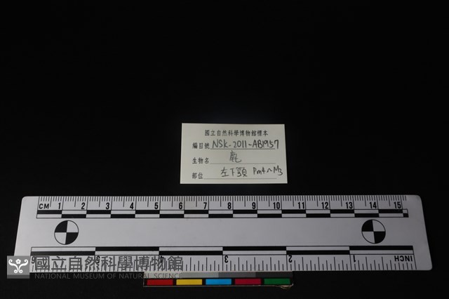 梅花鹿骨藏品圖，第3張