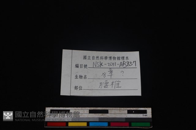 獐骨藏品圖，第3張