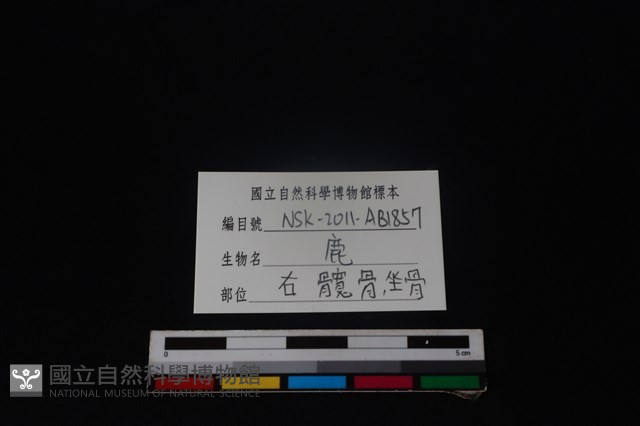 梅花鹿骨藏品圖，第3張