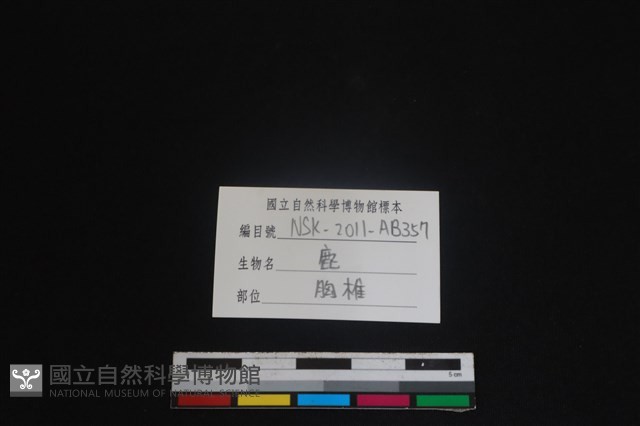 梅花鹿骨藏品圖，第3張