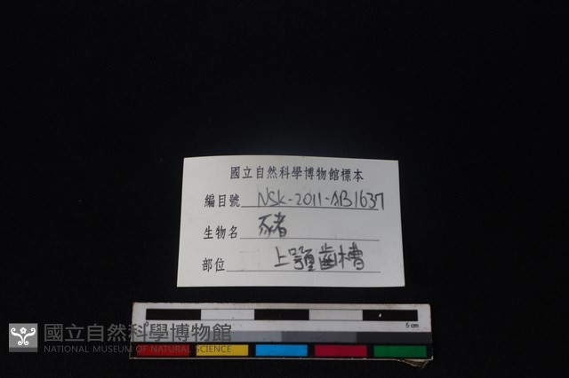 豬骨藏品圖，第3張