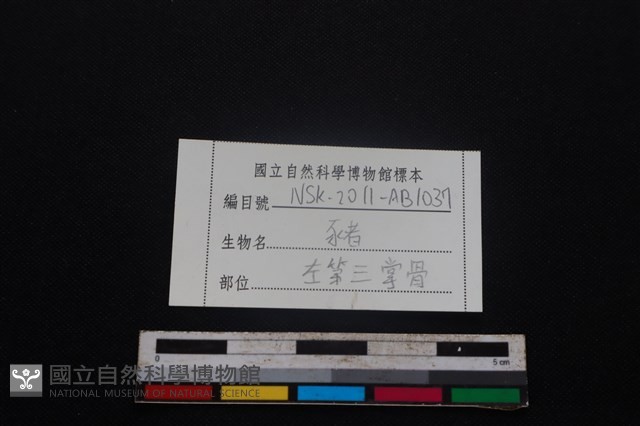 豬骨藏品圖，第3張