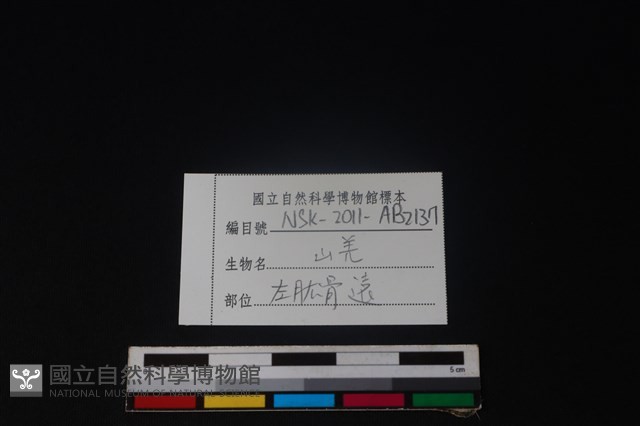 山羌骨藏品圖，第3張