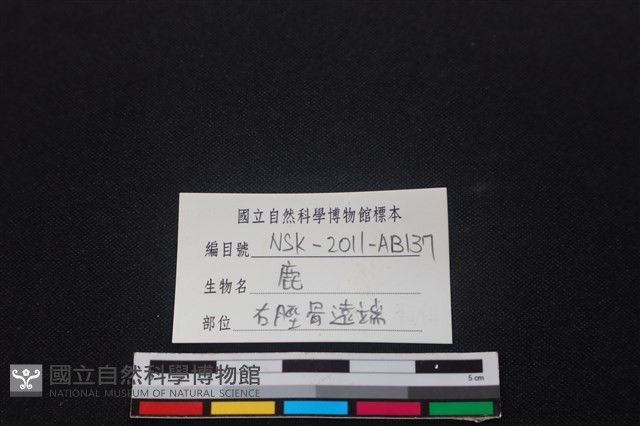 梅花鹿骨藏品圖，第3張
