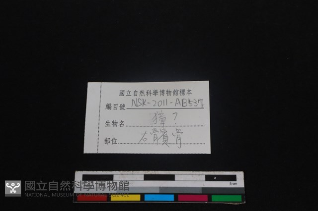 鹿科骨藏品圖，第3張