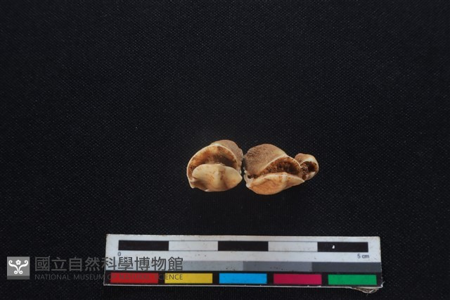 梅花鹿骨藏品圖，第3張