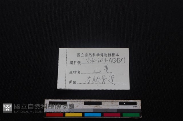 山羌骨藏品圖，第3張