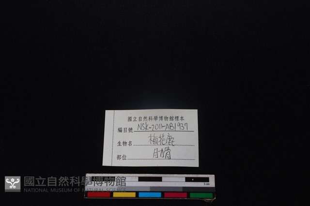 梅花鹿骨藏品圖，第3張
