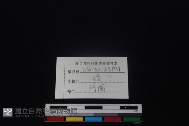 獐骨藏品圖，第3張