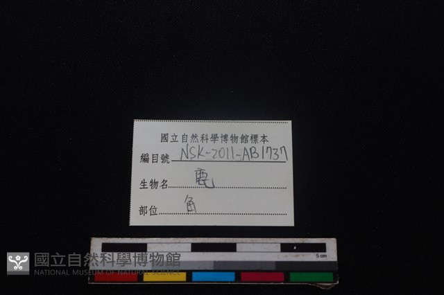 梅花鹿骨藏品圖，第3張