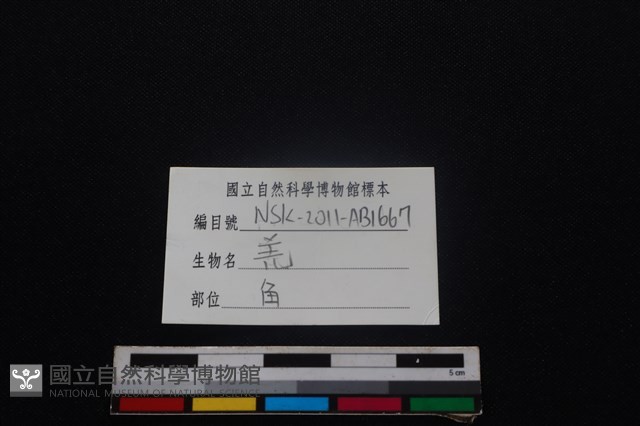 山羌骨藏品圖，第3張